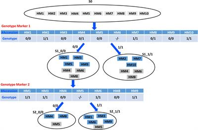 Distinguishing HapMap Accessions Through Recursive Set Partitioning in Hierarchical Decision Trees
